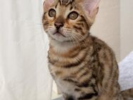 Bengalkater(ohne Stammbaum)im Braun-Tabby-Fell sucht seine liebevolle Familie - Hamburg
