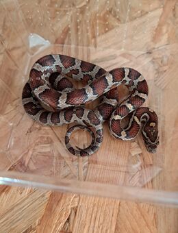 Kornnatter Weibchen Wildfarben - Gelsenkirchen