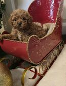 Wunderschöne toy/zwergpudel welpen in 33829