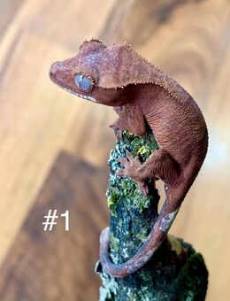 0.0.2 Correlophus Ciliatus (Kronengecko) - Waldbronn