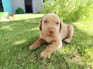 Labrador Magyar Viszla Mischlinge Vizslador Welpen - Thallwitz