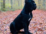 Cane corso - Langenfeld (Rheinland) Zentrum