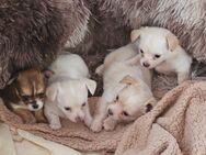 Chihuahua Mischling - Meiningen