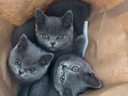 Reinrassige BKH Kitten in liebevolle Hände abzugeben! - Remscheid