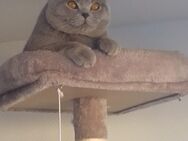 BHK Kitten - Rhauderfehn