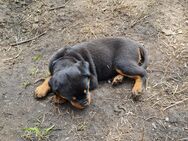 Rottweiler Welpen - Ecklak