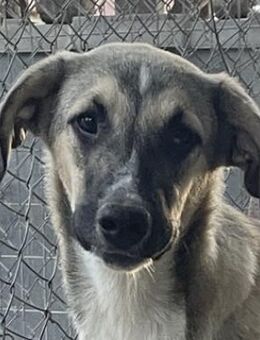 Peterchen, geb ca. 03/2023, GRIECHENLAND - Euskirchen