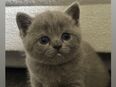 Wunderschöne BHK Kitten in 42853