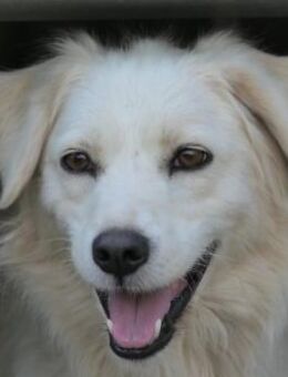 Anca-sanfte Hündin - Kallmünz