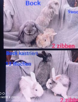 Zwergkaninchen 10 Wochen u 14Wochen - Zarrentin (Schaalsee)