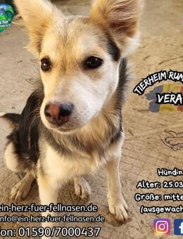 VERA - möchte DIR ihr Herz schenken - Waakirchen