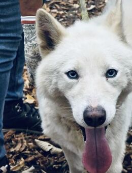 REX ist ein absoluter FAMILIEnHUND ♥️ - München