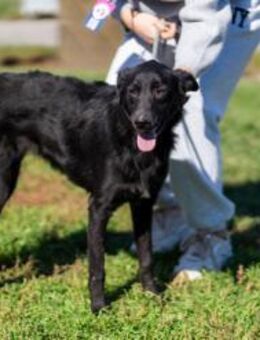 Nika - verspielte, sanfte Schönheit - Berlin