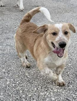 Toni Kokonimix Rüde 6 Monate alt in GR - Reutlingen