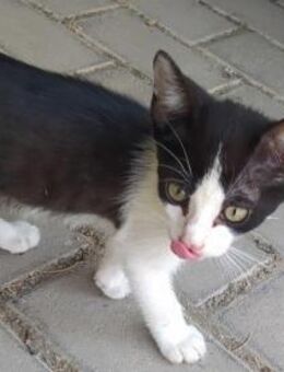 Merlin & Lia- Kleines Kittenpärchen - Bad Camberg