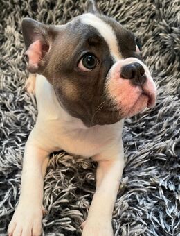 2 Süße Französische Bulldoggen Welpen suchen noch ihr Körbchen - Gelsenkirchen Erle