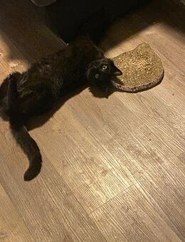 ruhiger Kater - Ecklingerode