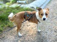 Charly - unkompliziert und ruhig - Löwenberger Land
