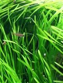 Wasserschraube, Valisneria, Wasserpflanze, Versand, Abholung in 53894