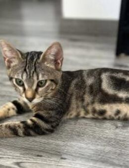 Deme - die schüchterne Göttin - Kirchheim (München)