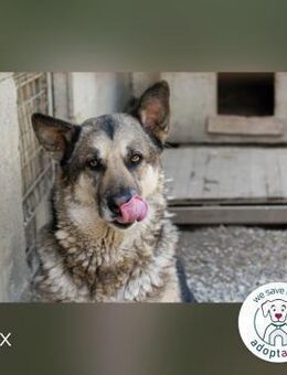 Dax – Munterer Senior sucht Zuhause - Kirchzell