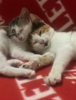 Ingrid und Snowi aus dem Tierschutz - Grevenbroich