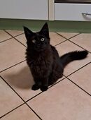 Maine Coon Kätzchen schwarz sucht ein liebevolles Zuhause in 99820