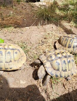 Griech. Landschildkröte, männlich. 17 u. 25 Jahre alt - Bargteheide