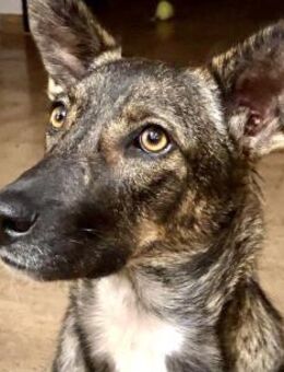 PEPPER sucht aktive Menschen - Koblenz