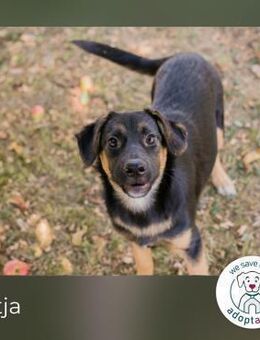 Mitja: Neugierige Frohnatur - Kirchzell