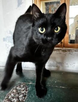 Mr. Jackson der Schmusekater! - Bergkirchen