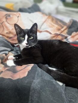 EKH Katze "Rose" sucht ein liebevolles Zuhause 🐾 - Helmstedt