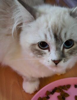 Ragdoll blh mix Baby Junge - Castrop-Rauxel