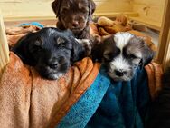 Tibet Terrier Welpen suchen ab sofort ein neues Zuhause - Mittenwald