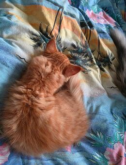 Maine Coon Kitten 13 Wochen alt 1 roter Kater zu vergeben - Alsheim