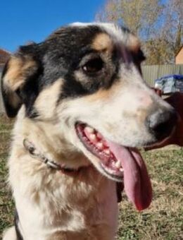 Cassie - liebt Menschen und Essen - Mettmann