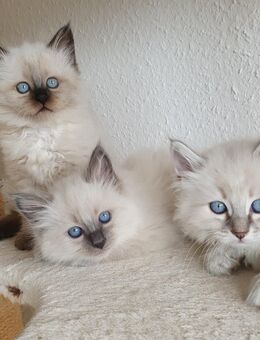 3 Heilige Birma Kitten Katzen sind abholbereit - Schaffhausen