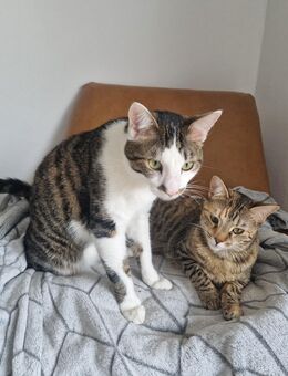 KLEINE KATZEN - 1 EURO. TIERHEIM 1 TAG - Heidelberg