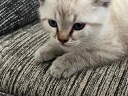 Zwei Katzen zum adaptieren - Weiler (Bingen)
