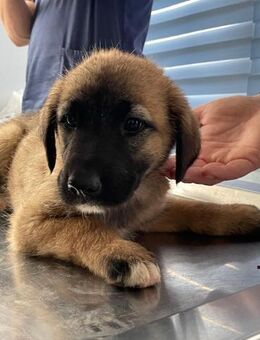 Moritz - Welpe Rüde sucht seine Familie - Hausen (Würzburg)