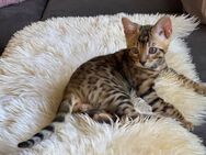 Reinrassige Bengalkitten suchen ihre Familie... - Wesel