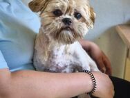 Shih Tzu Leo: katzenverträglich sucht .. - Meinerzhagen