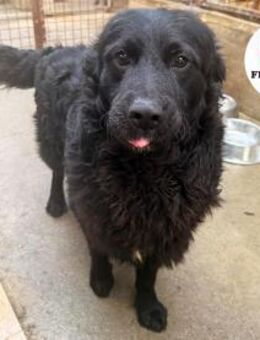 Yoru kroatischer Schäferhund Mix Rüde - Margetshöchheim