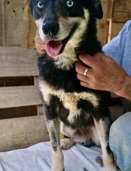 Verschmuster und verträglicher Moritz - Koblenz