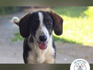 Linda Kämpferin sucht Zuhause - Kirchzell
