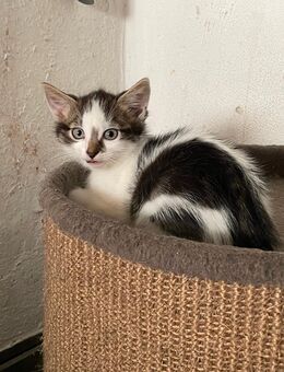 Katzenbaby sucht einen neues Zuhause - Brandenburg (Havel)