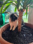 Zwergwidder Häsin sucht ein zuhause in 33415