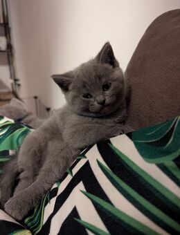 Bkh katzen in Farbe blau grau - Kronburg