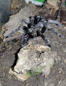 Lasiodorides striatus 0.1 (sub)adult - Velbert