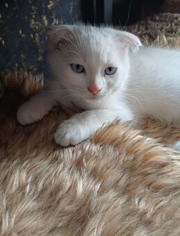 Baby Katze 🐱 - Offenbach (Main)